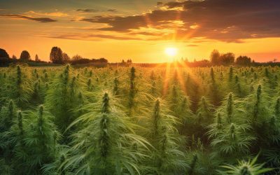 3 Main Ways to Ingest CBD: Smoking/Vaping, Sublingual Tinctures, and Edibles – What’s the Difference?