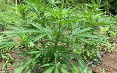 What Is CBD? How It Differs from THC—and How Revita CBD Can Help with Pain, Sleep & Anxiety