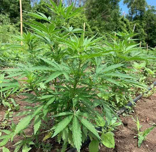 What Is CBD? How It Differs from THC—and How Revita CBD Can Help with Pain, Sleep & Anxiety