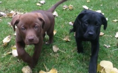 CBD for Pets – What to Expect When Giving CBD to Your Dog or Cat
