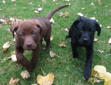 CBD for Pets – What to Expect When Giving CBD to Your Dog or Cat